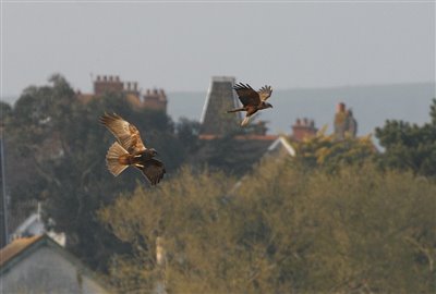 Female and Male Marsh Harrier