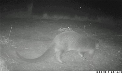 Otter on Radipole Lake