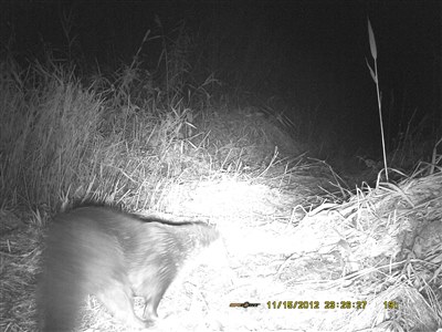 Otter on Radipole Lake