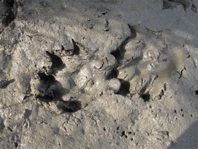 Otter Paw Prints in Mud