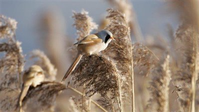 Bearded Tit in Reedbed