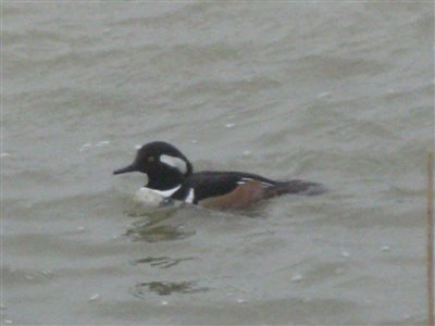 Hooded Merganser