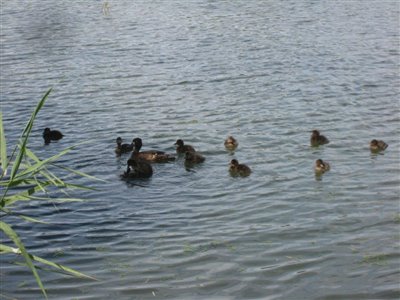 Tufted Duck and 10 chicks