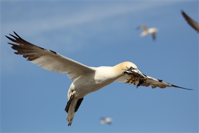 Gannet carrying nesting material - Lisa Morgan