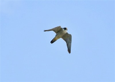 Peregrine falcon - A Crowder