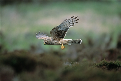 Photo by Andy Hay (rspb-images.com)