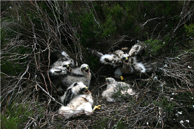Hen Harrier chicks. Photo by Mick Demain 