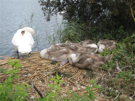 Sleepy Mute Swans