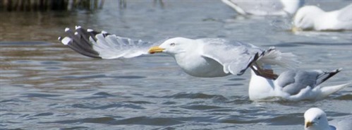 Herring Gull in Flight