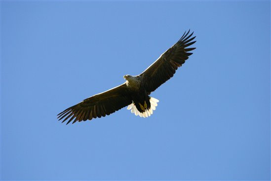 White Tailed eagle - copyright Iain Erskine