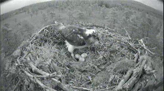 How Do You Like Your Eggs In The Morning Loch Garten Osprey Diary Loch Garten Ospreys The