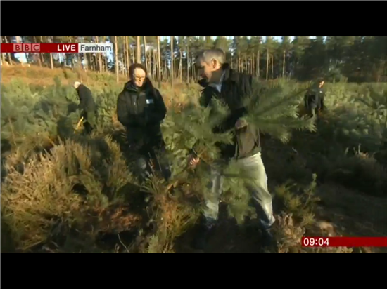  BBC reporter Tim Muffett gets guidance on pulling a pine 