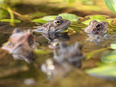 Frogs are struggling and more ponds are needed.