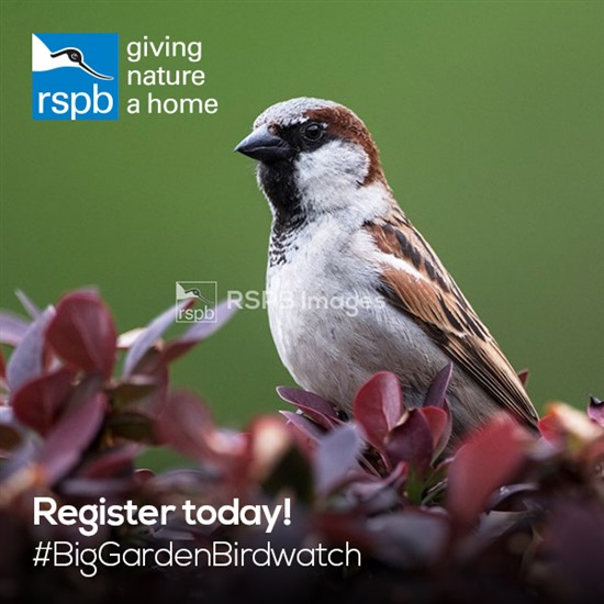 Your declining sightings of house sparrows helped identify a lack of insects and pollinators. #BigGardenBirdwatch