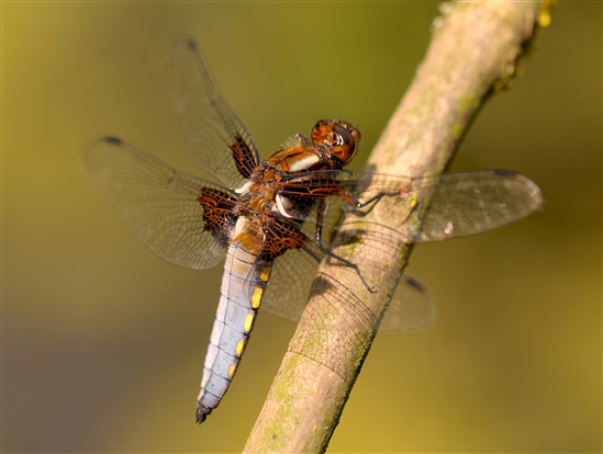 Broad bodied chaser at Rainham Marshes (c) Barry Jackson