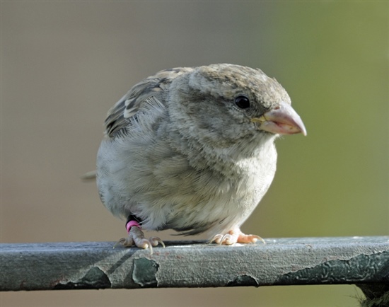 A female house sparrow - the real thing and an increasingly rare sight! (c) rspb-images.com