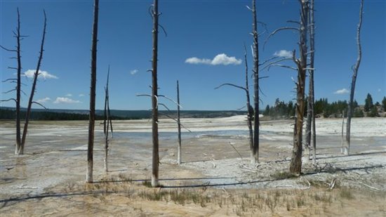 Geothermal activity makes for an interesting environment in Yellowstone.