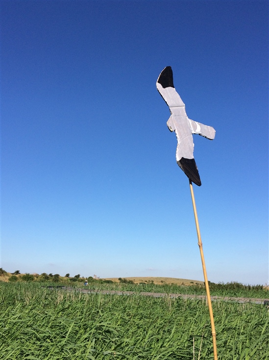 Hen Harrier Day 2016 sign at Rainham Marshes