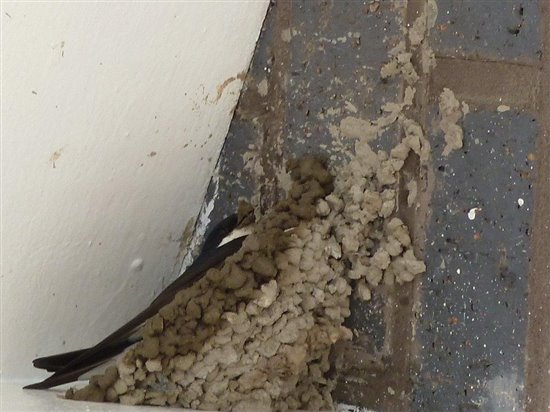 A house martin building its nest on modern flats in Leabank Square, east London, not far from the old Haggerston Estate. Apologies for my wonky photography.