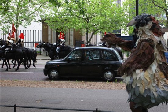 Giant sparrow stalks the household cavalry