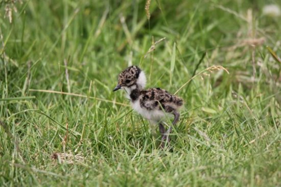 Lapwing chick at RSPB Northward Hill in N Kent (c) Rob Budgen 