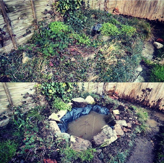 Adding a garden pond supports struggling wildlife. (c) Sara Humphrey