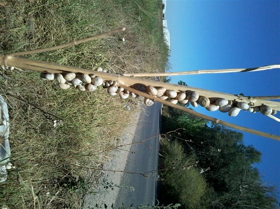 A ready made snail kebab