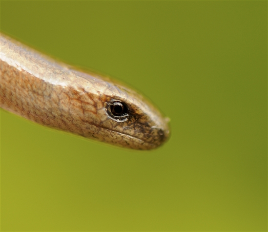 Slow worms more common than you'd think (c) Ben Andrew (rspb-images.com) 