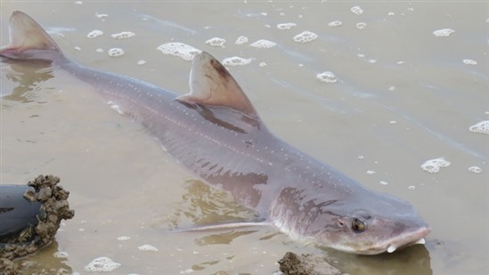 One of the smoothhound sharks in VERY shallow water at Medmerry. Image courtesy of Andrew House.