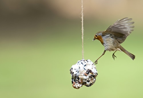 Robin on homemade fat ball. Image by David Tipling (www.rspb-images.com)