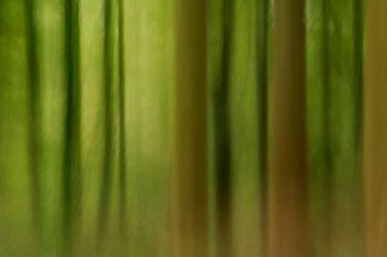 Abstract image of conifer woodland