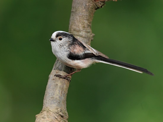Long-tailed tit perched on branch