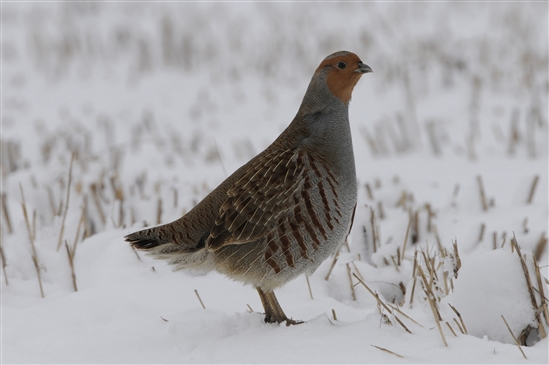 Grey partridge in the snow. Image by Richard Brooks (www.rspb-images.com)