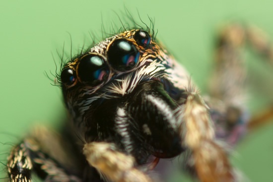 Close up of zebra spider