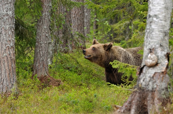 Brown bear in Finland by Edwin Kats (rspb-images.com)