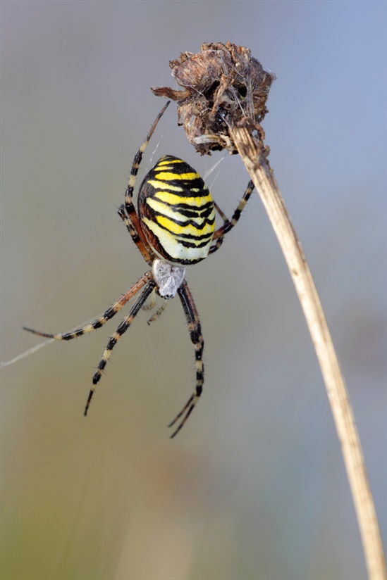 Wasp Spider Argipe bruennichi by Richard Revels (rspb-images.com)