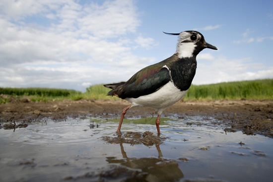 Adult male lapwing