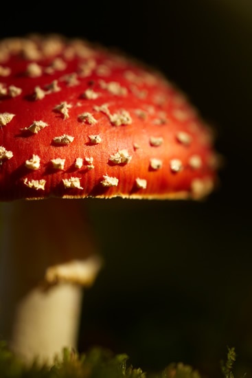Fly agaric close up