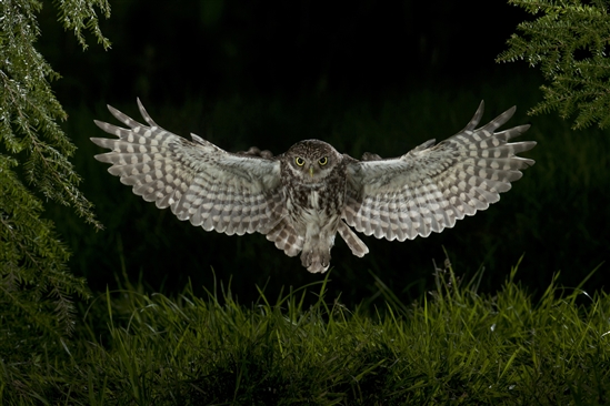 Little owl. Photo by Dale Sutton (www.rspb-images.com)