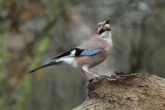 Jay eating an acorn. Image by Richard Revels (www.rspb-images.com)