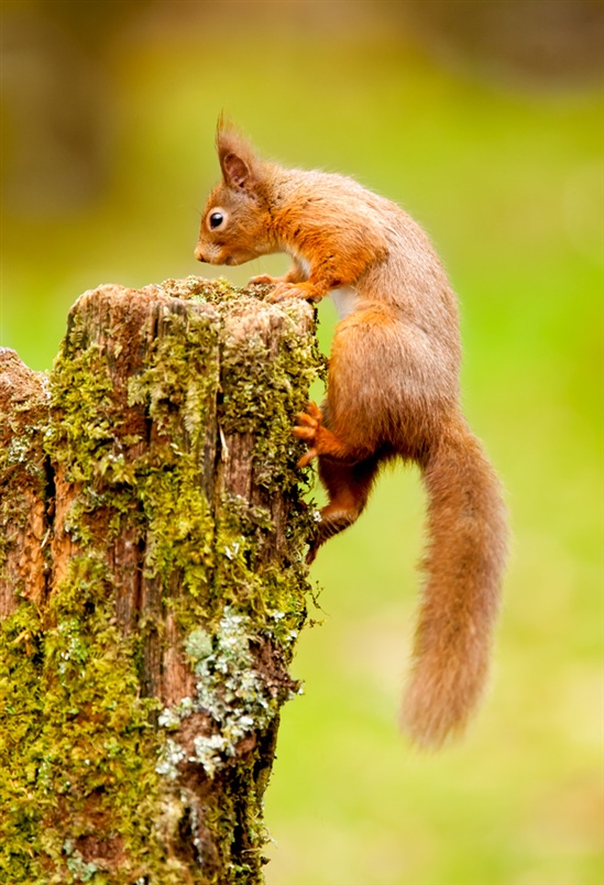 Red squirrel by Steve Knell rspb-image.com