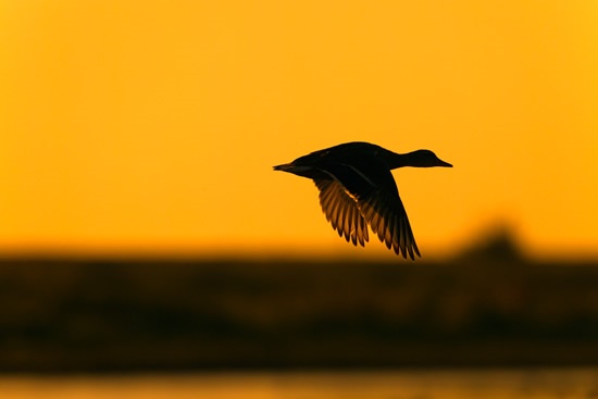 Mallard in flight at sunset
