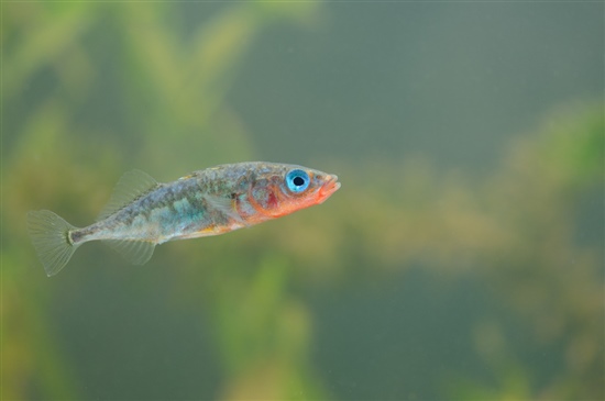Stickleback. Image by Ray Kennedy (www.rspb-images.com)