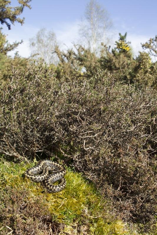  Adder on moss in Suffolk by Kevin Sawford www.rspb-images.com