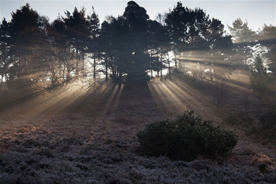 Light rays through Scots pine, with early morning mist and frost. Image by Mike Read (www.rspb-images.com)