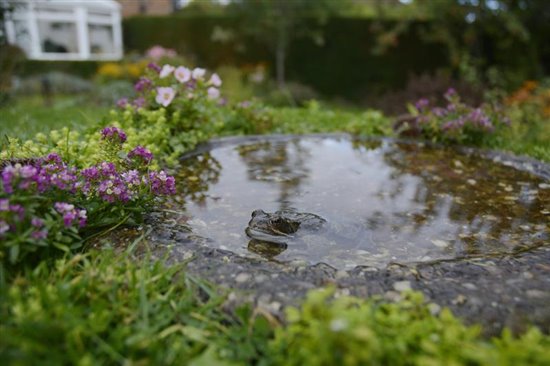 frog in pond by Ray Kennedy for rspb-images.com