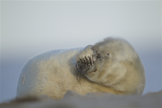 Grey seal pup. Photo by Kevin Sawford (www.rspb-images.com)
