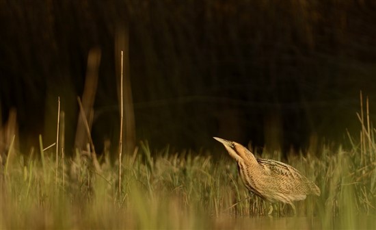  Bittern wading in reedbed. Photo by Ben Andrew (rspb-images.com)