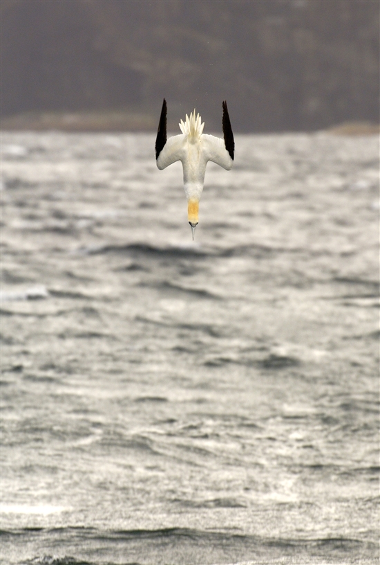 Gannet diving into the sea. image by Andew Parkinson (www.rspb-images.com)