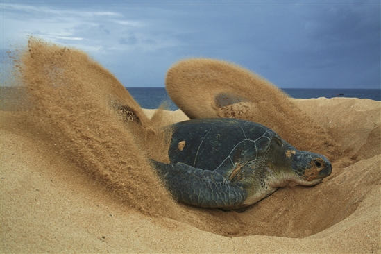 Green turtle nesting on Ascension Island. Image by Sam Weber (rspb-images.com)